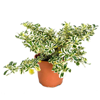 Coprosma Repens Variegata M22 30cm_0