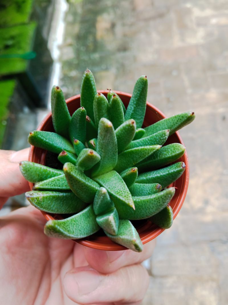 Nananthus Vittatus Planta Suculenta 5 Cms