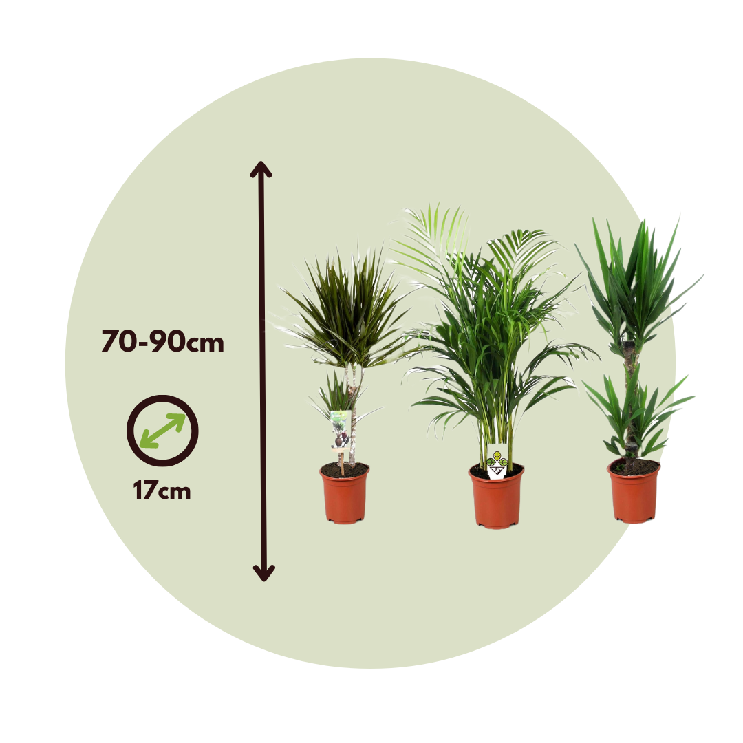 Conjunto De Palmeras De Interior - 3 Pzs - Indoor Palmmix Xl - A70-90cm - ⌀17cm