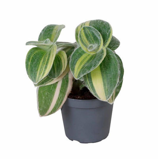 Tradescantia sillamontana Variegata Planta suculenta Ø6