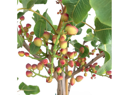 Pistacho Hembra M30 150-170cm