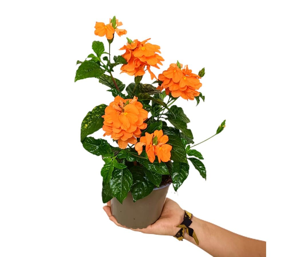 Crossandra M13 30cm_0