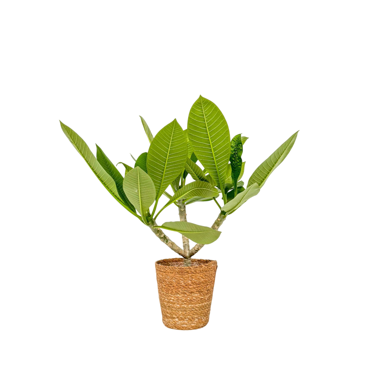 Frangipani - Plumeria Rubra 'rosa' - Incluye Cesta - Altura 55-70cm - ⌀17cm_0