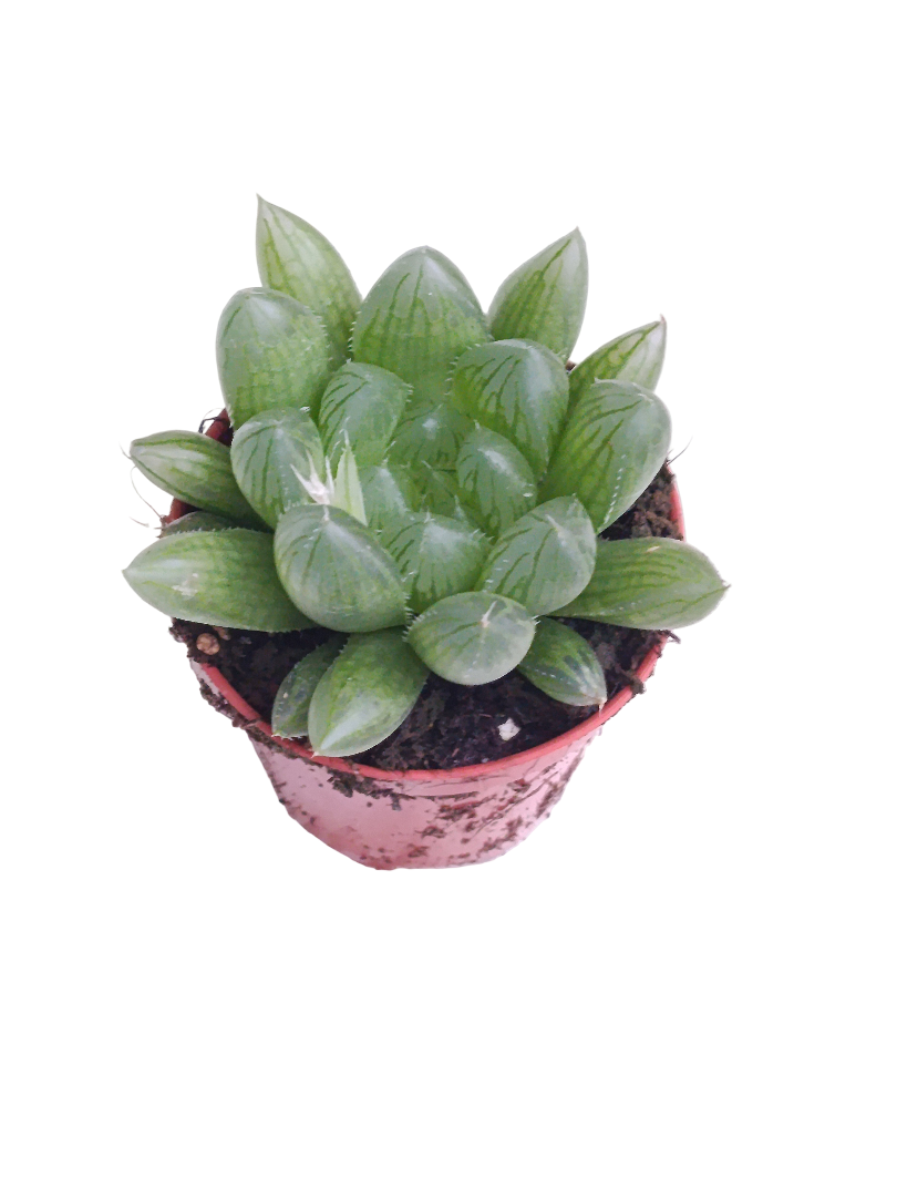 Haworthia Cooperi Ø5 planta suculenta de semisombra_0