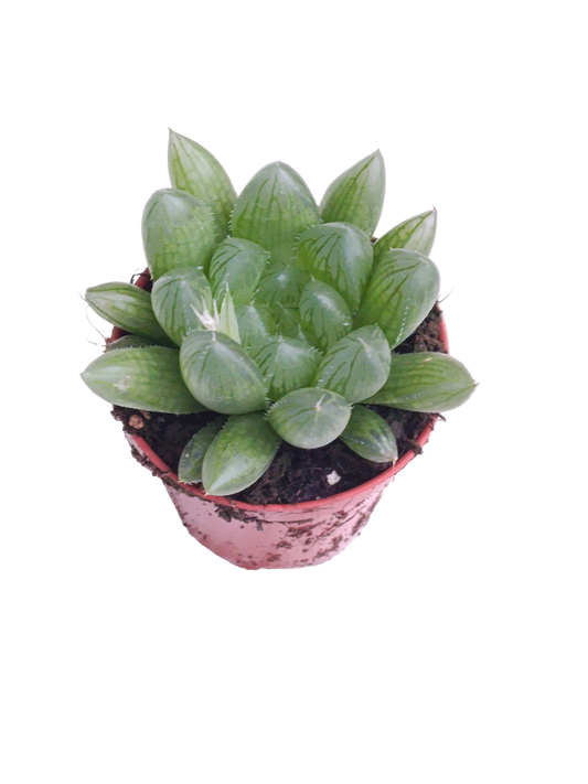 Haworthia Cooperi Ø5 planta suculenta de semisombra_0