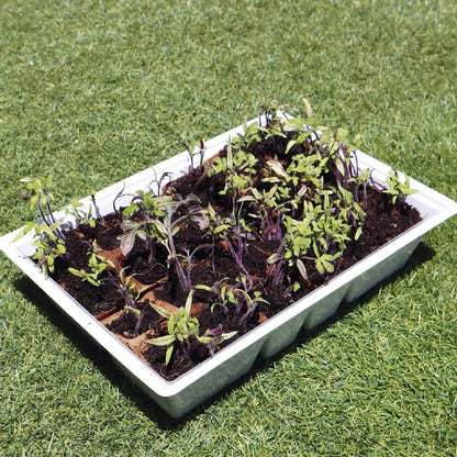 Semillero Invernadero M con tapa 4 bandejas Planeta Huerto