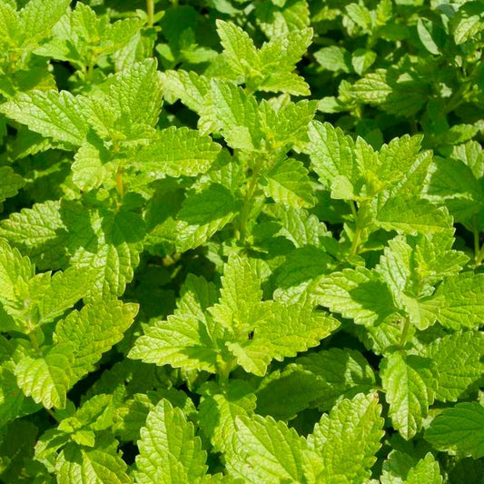 Semillas Melissa Ecológicas Biodinámicas Demeter_0