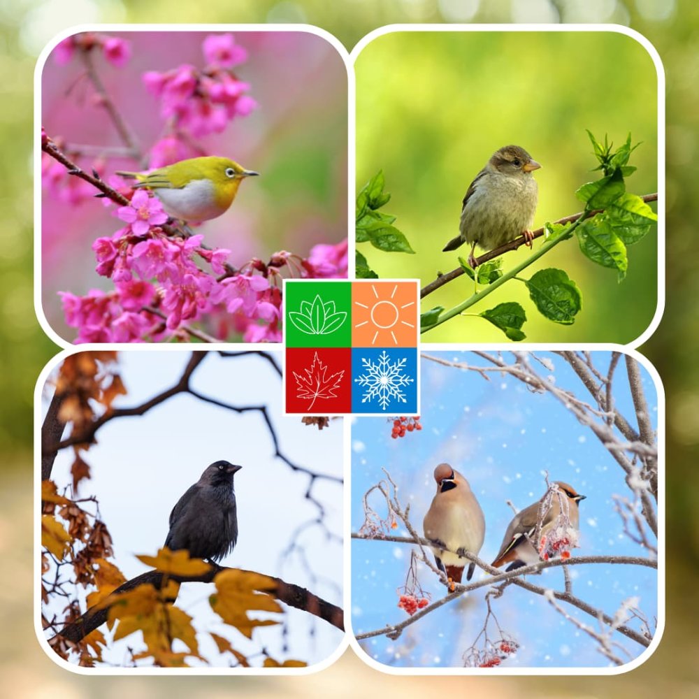 Comida Para Pajaros Silvestres, Aros De Comida, 3 Piezas