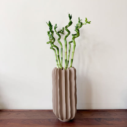 Bambú De La Suerte - 6 Pzs - Dracaena Sanderiana - Altura 40-50cm - ⌀2cm