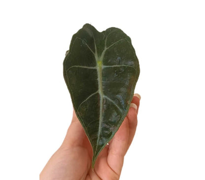 Alocasia Dwarf M6_1