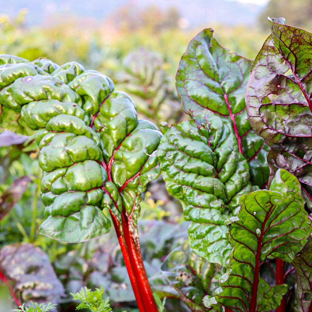 Plantón Acelga Roja 3 Unidades - PlantaBo_1