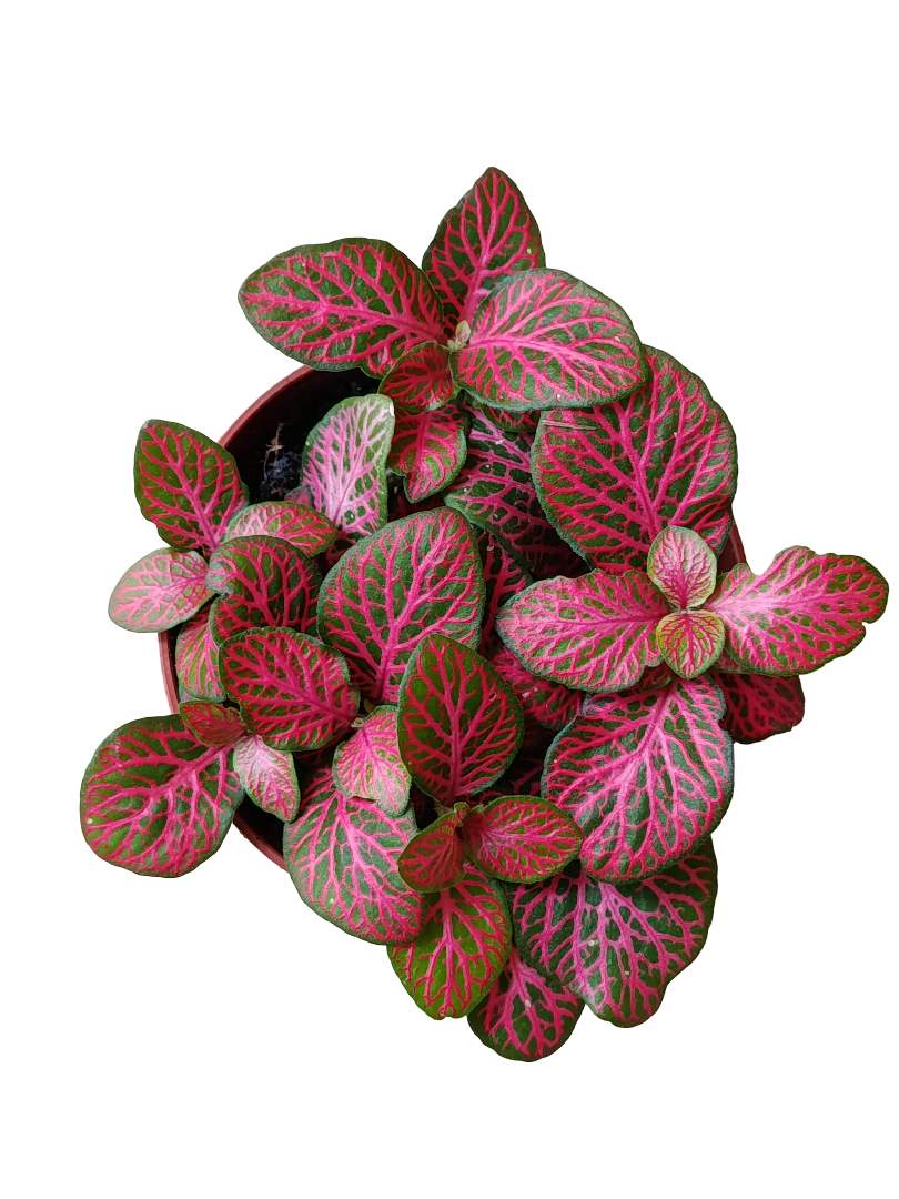 1 Planta Surtida Fittonia De Colores Ø8_0