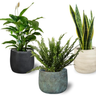 Pack 3 Plantas Naturales Interior Purificadoras Del Aire: Sanseviera + Helecho De Boston + Lirio De Paz, Ø12-13 Cm, Alto 30-50 Cm