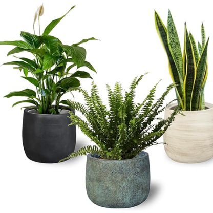 Pack 3 Plantas Naturales Interior Purificadoras Del Aire: Sanseviera + Helecho De Boston + Lirio De Paz, Ø12-13 Cm, Alto 30-50 Cm