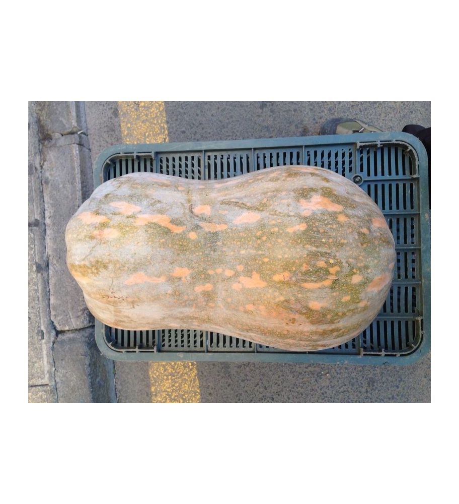 Plantón Calabaza De Guinea (10 Unidades)_1