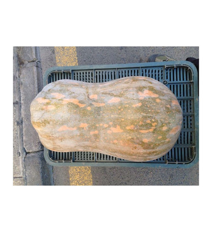 Plantón Calabaza De Guinea (10 Unidades)_1