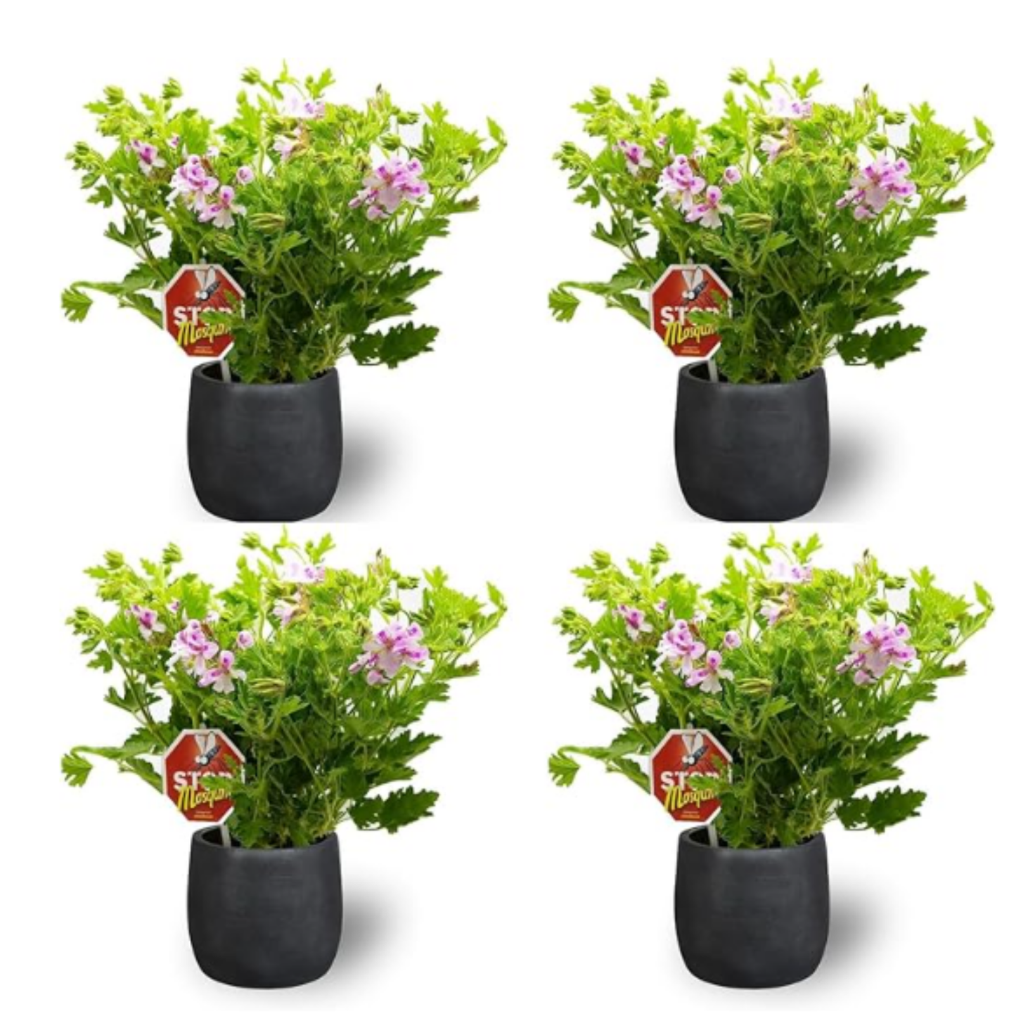 4 x Plantas Geranio Limón Maceta De Ø 15 - Repele Los Mosquitos - Planta Citronela_0