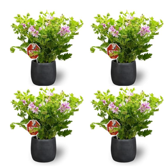 4 x Plantas Geranio Limón Maceta De Ø 15 - Repele Los Mosquitos - Planta Citronela_0