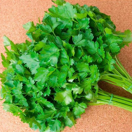 Semillas Perejil Ecológicas_0