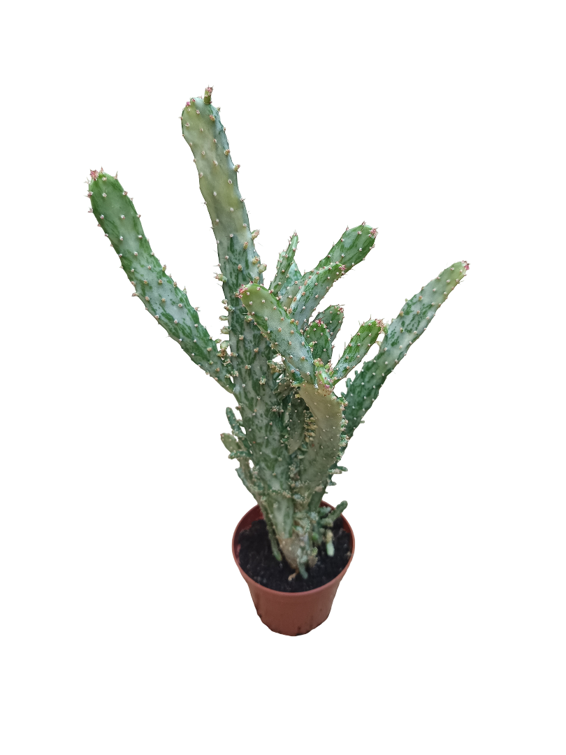 Opuntia Monocantha Variegata Cactus Planta Suculenta De Sol Ø8_0
