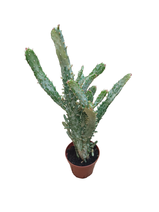 Opuntia Monocantha Variegata Cactus Planta suculenta de SOL Ø8