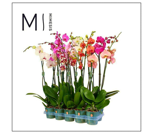 Phalaenopsis Mimesis 2 Tallos M12_0