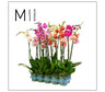 Phalaenopsis Mimesis 2 Tallos M12