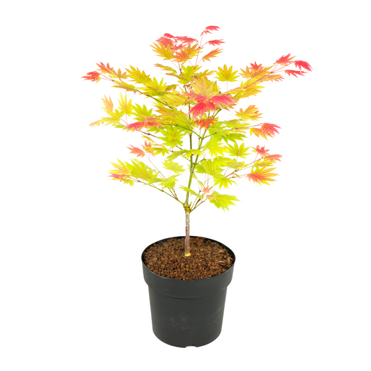 Arce Japonés - Acer Palmatum 'moonrise' - Altura 40-50cm - ⌀19cm