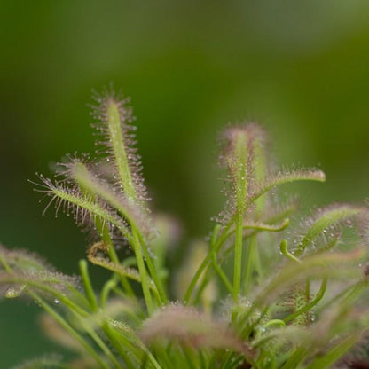Semillas plantas carnívoras Drosera capensis