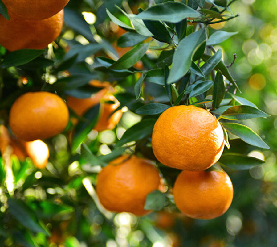 Mandarino Hernandina O Clementina - Plantón1 Metro - Planta Viva (1)_0