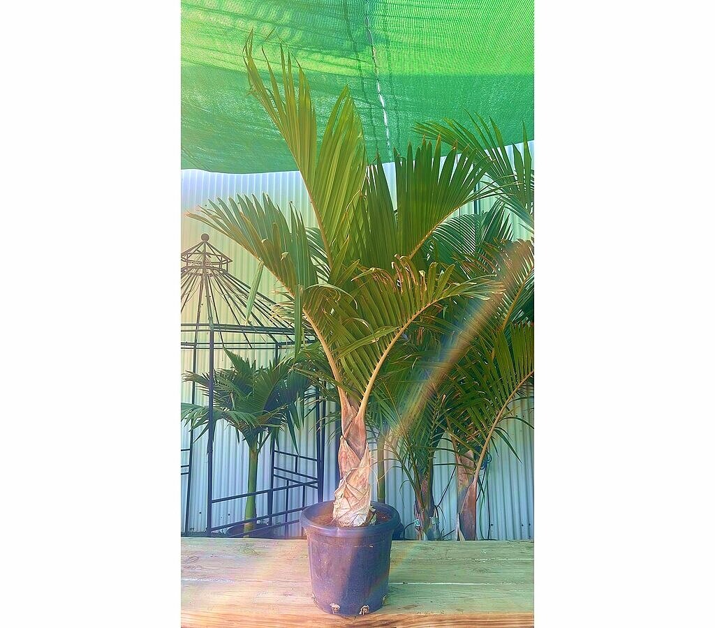 Mascarena Verschaffeltii M37 120-140cm_2