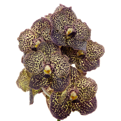 Orquídea Vanda - Vanda 'ocelot Mocha' - Altura 55-65cm_3