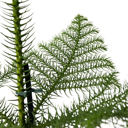 Arbolapp Canarias - Araucaria Heterophylla - Altura 50-60cm - ⌀17cm