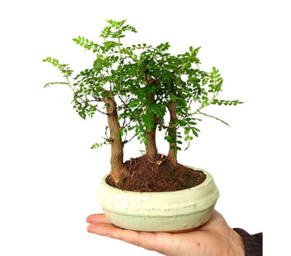 Bonsai Zanthoxylum Bosque 6 Años_1