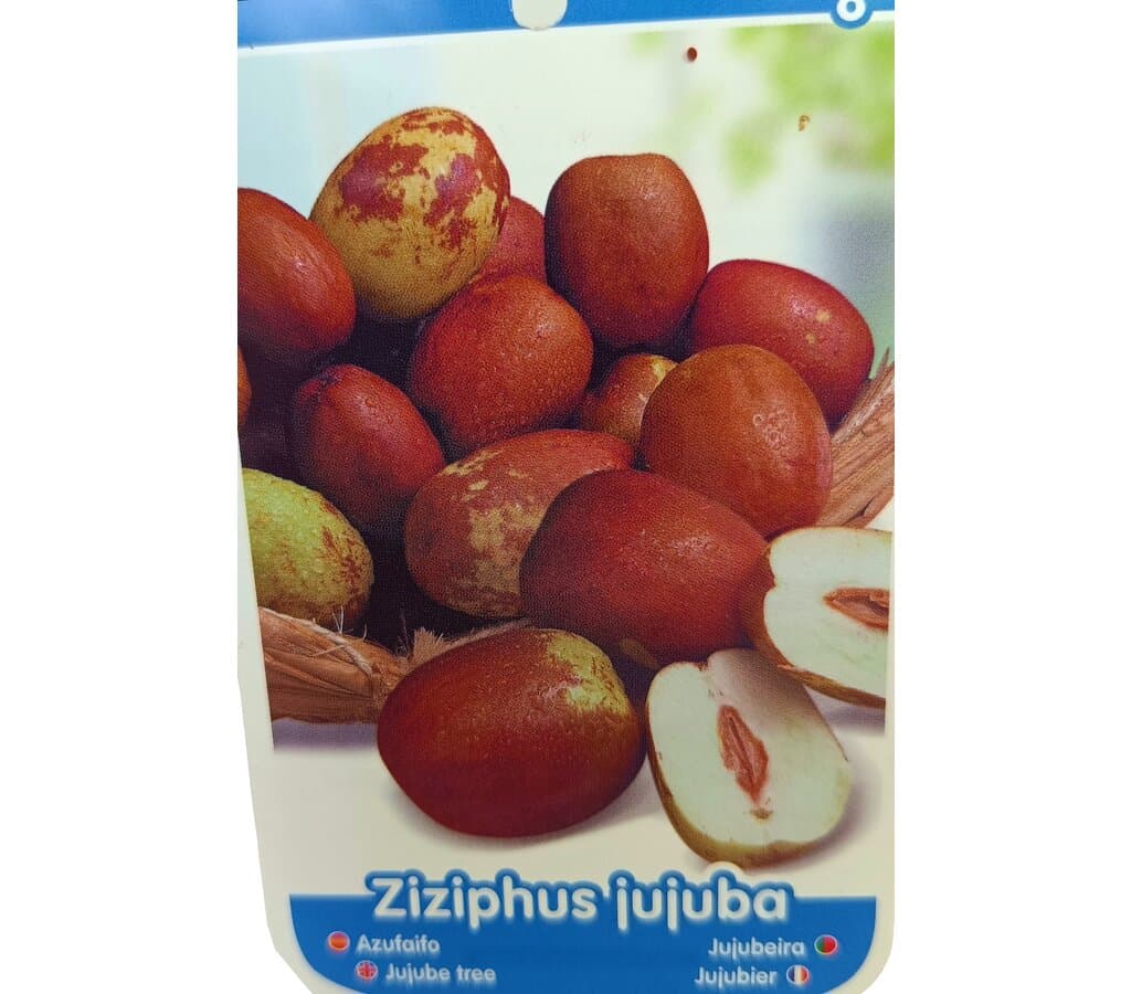 Jinjolero Injertado Gordo M25 160-180cm (azufaifo)_1