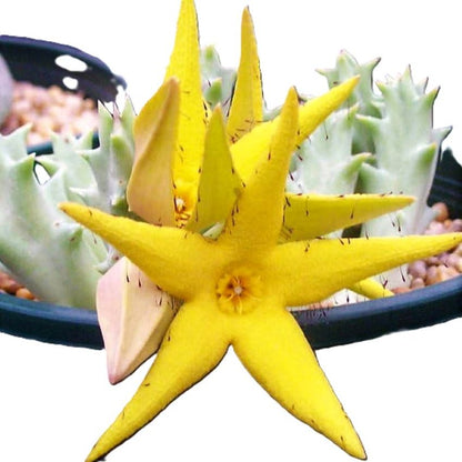 Orbea Lutea; Planta Suculenta Con Floración Llamativa, Flor Amarilla; Diámetro Maceta 9 Cm_1