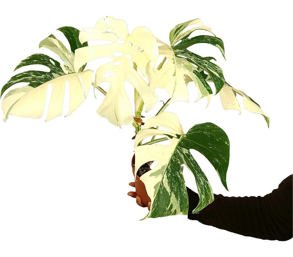 Monstera Albo Variegata M17 50cm_0