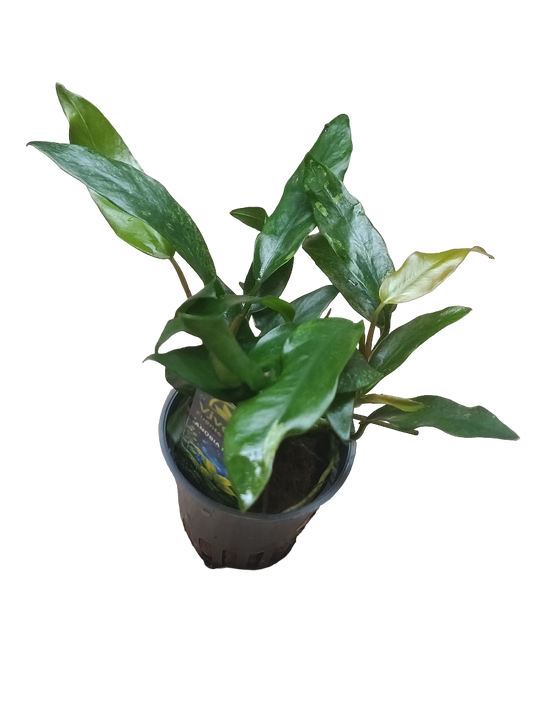 Planta Acuatica Anubia Minima Para Acuarios Y Terrarios Ø5_0