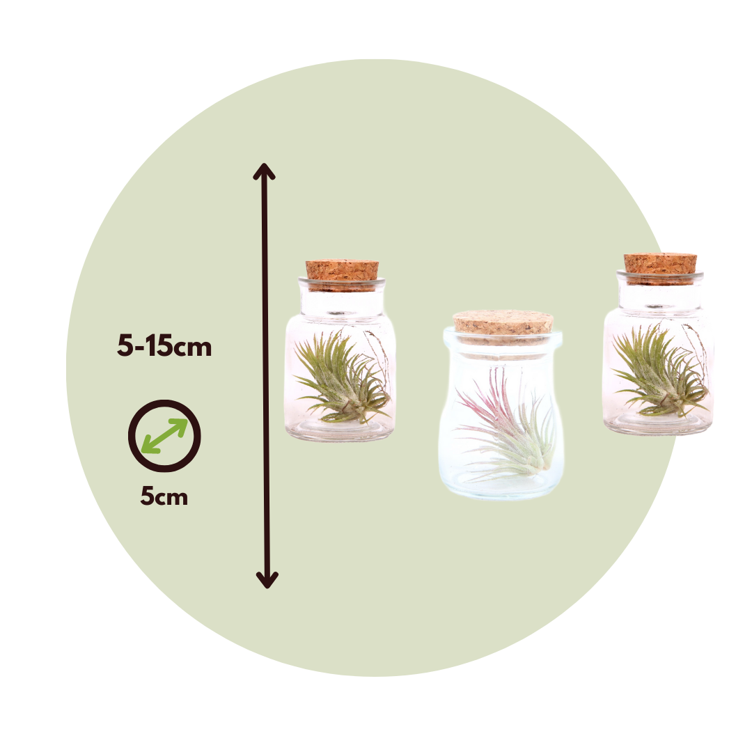 Claveles De Aire - 6 Pzs - Tillandsia - Altura 5-15cm - ⌀5cm_2