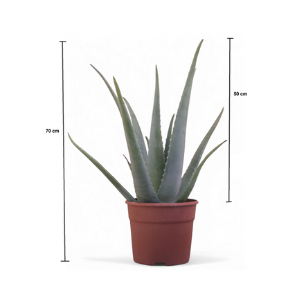 Planta De Aloe Vera Ecológica. Tamaño Mínimo De Las Pencas 50 Cm.  Maceta 20 cm. Hija de planta madre de más de 20 años.