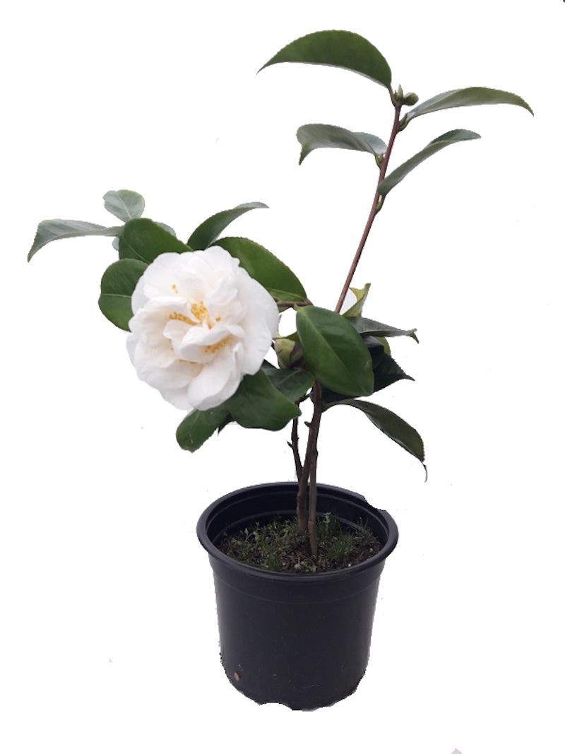 Camelia Whaite Nun (blanca)_0