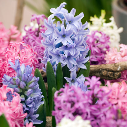 Jacinto - 10 Pzs - Hyacinthus - Bulbos De Flores