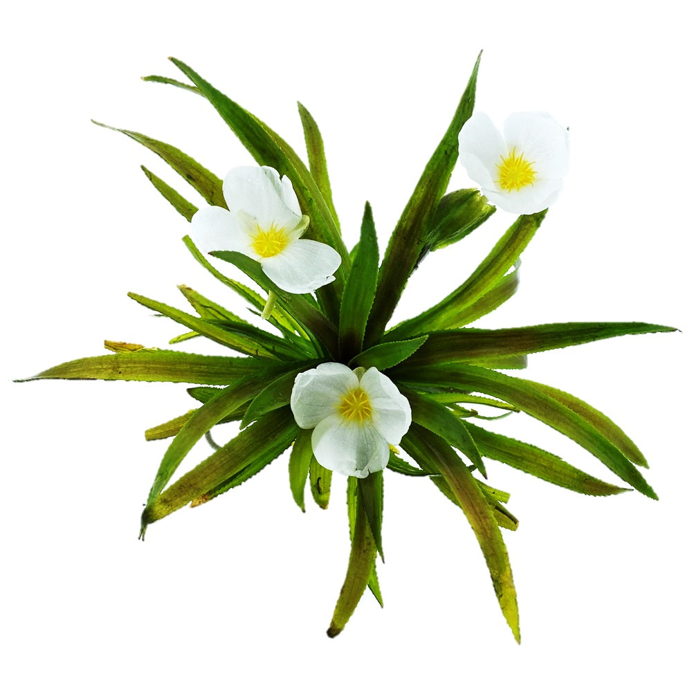 Estratiote Stratiotes Aloides Estanque - 6 Uds Planta Oxigenante Flotante_0