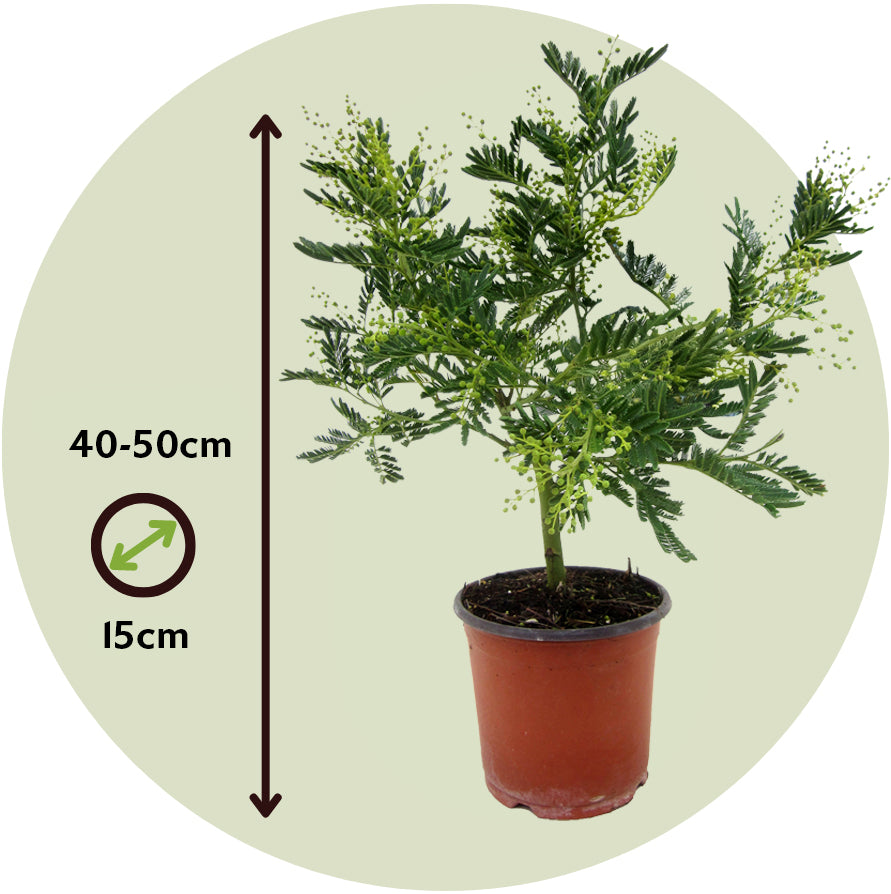 Acacia Dealbata - Mimosa Dealbata - Altura 40-50cm - ⌀15cm_2