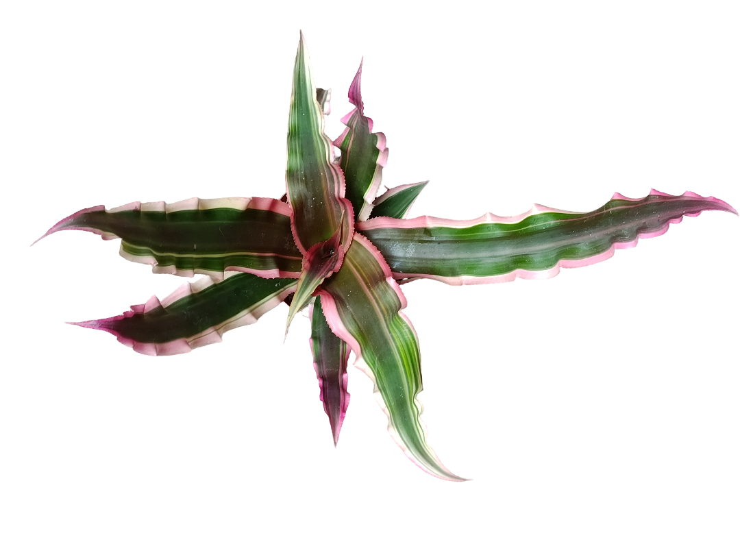 Cryptanthus Sp3 Bromelia Planta Natural Ø9_0