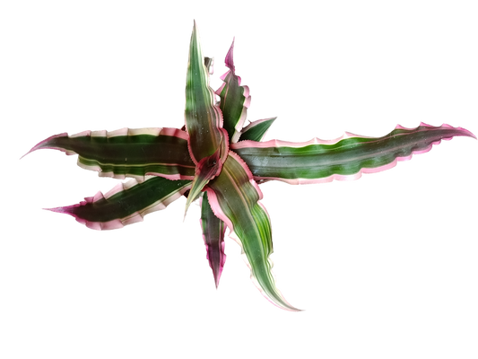 Cryptanthus Sp3 Bromelia Planta Natural Ø9_0