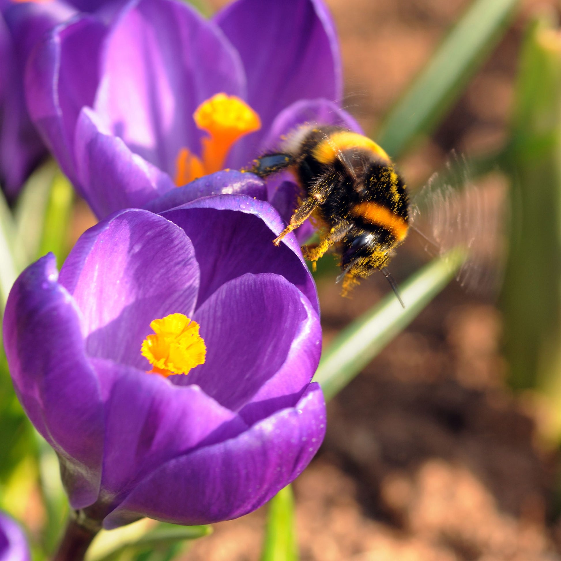 Bulbos De Crocus - Set De 70 - Flores De Primavera Coloridas Para Jardín