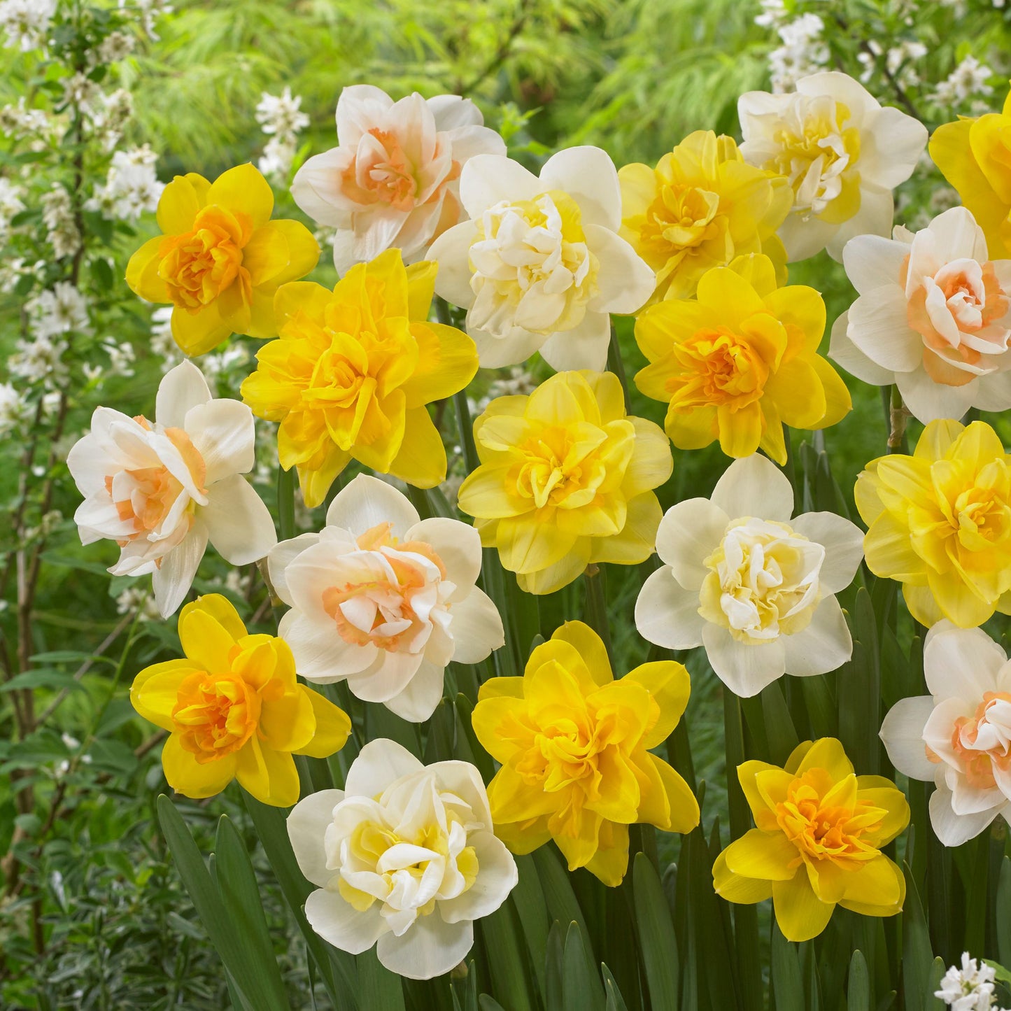 Bulbos De Narcisos - 10 Pzs - Narcissus 'double Mix' - Bulbos De Flores