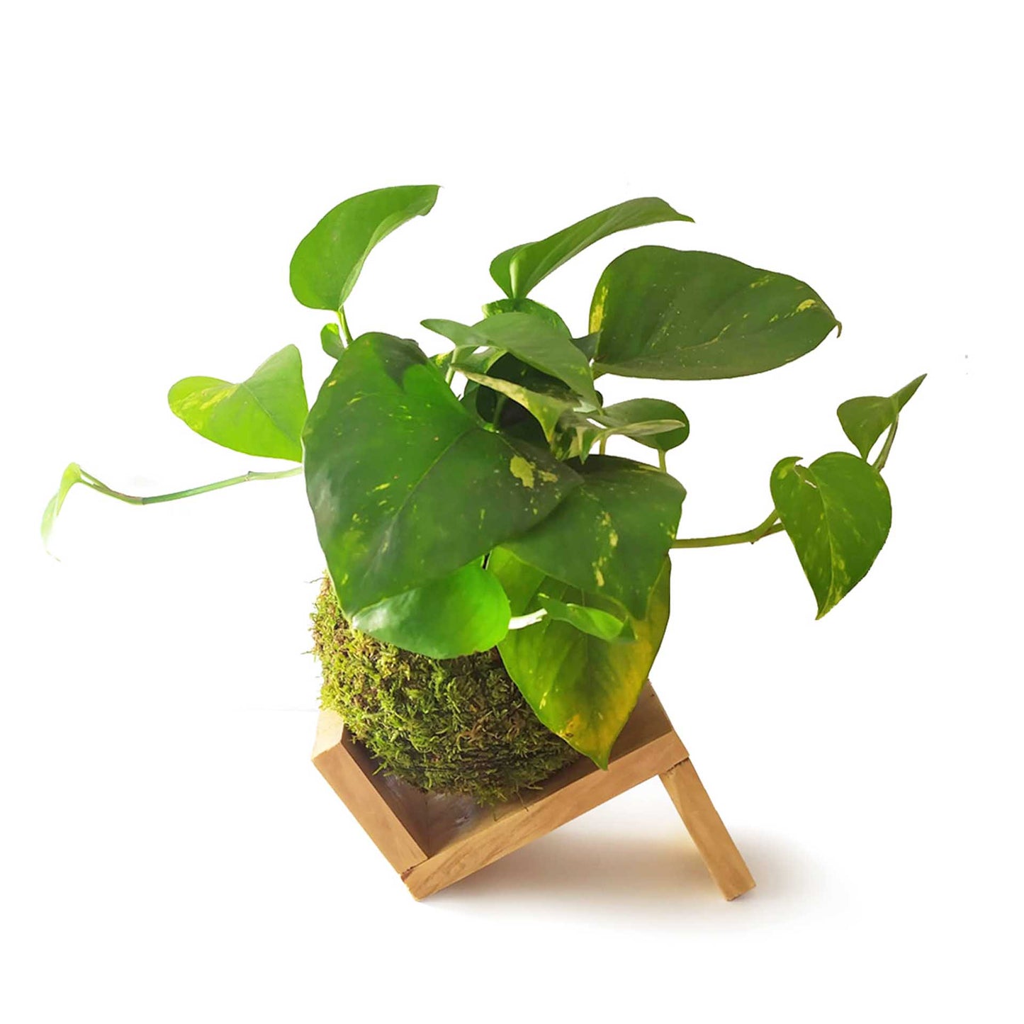 Kokedama Pothos Colgante / Kokedamus / Planta Interior - Decoración Del Hogar - Planta Natural - Elaboración Artesanal_1