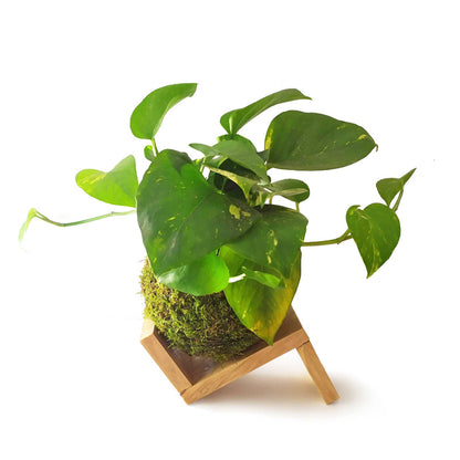 Kokedama Pothos Colgante / Kokedamus / Planta Interior - Decoración Del Hogar - Planta Natural - Elaboración Artesanal_1